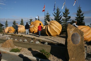 Picture of people looking at massive pumpkins