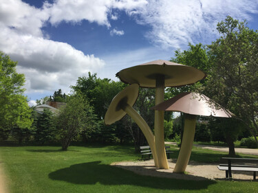 Picture of giant mushrooms